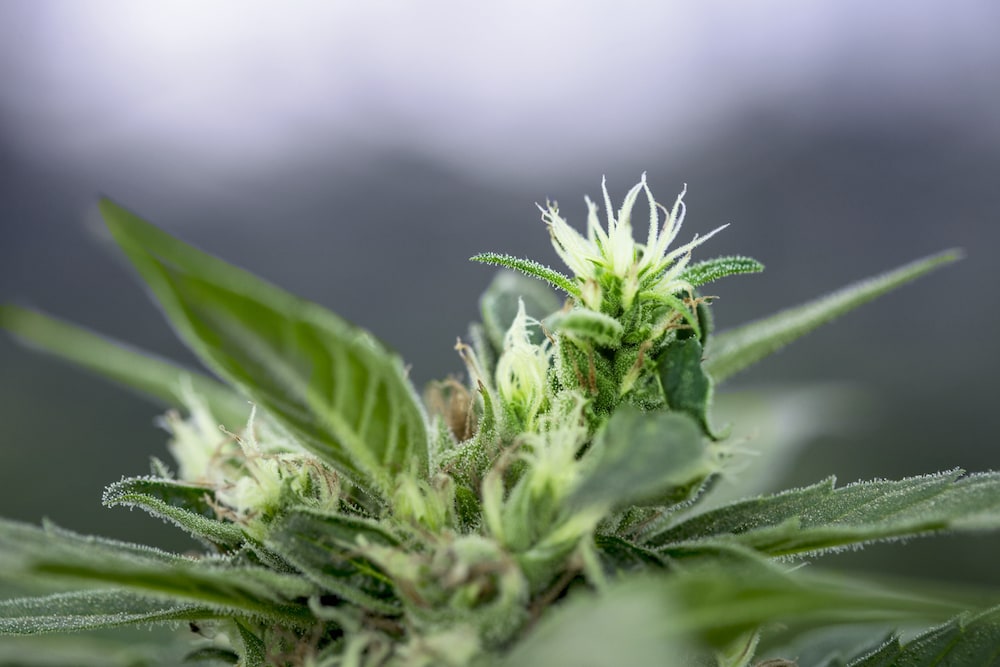 Medizinalcannabis_4