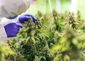 Medizinische-Cannabisprodukte-für-Krebstherapie-aus-Israel