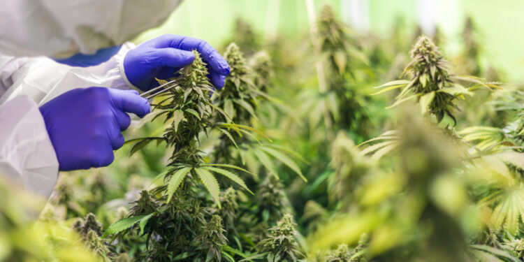 Medizinische-Cannabisprodukte-für-Krebstherapie-aus-Israel
