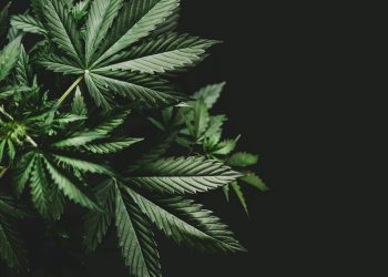 Medizinisches-Cannabis-nach-GMP-1