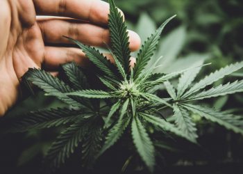 Vom-Aktivisten-zum-Cannabis-Unternehmer-1