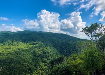 Berliner-Start-up-importiert-medizinisches-Cannabis-aus-Jamaika