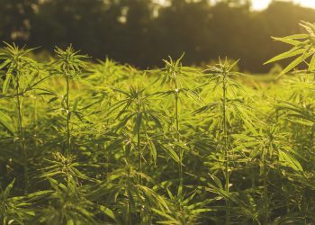 Nutzhanf-mit-hohem-Cannabigerol-Anteil_1