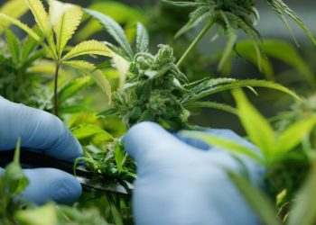 Pure-Holding-AG-erhält-Unterstützung-in-Millionenhöhe