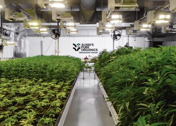 always-pure-organics