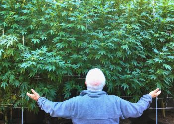Italien-Cannabis-Liberalisierung-möglich