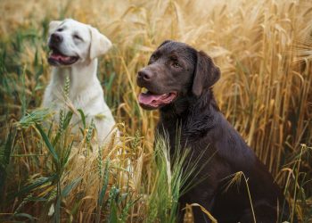 Studie-über-Cannabidiol-bei-Haustieren