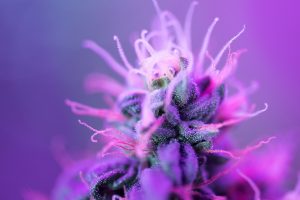 Como o Cannabis Atua no Sistema Sináptico