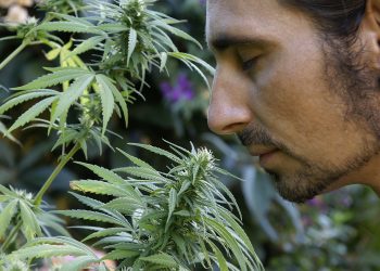 Über-die-Cannabis-Legalisierung-in-amerikanischen-Pionierlaendern