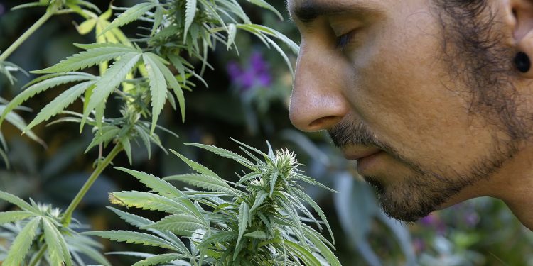 Über-die-Cannabis-Legalisierung-in-amerikanischen-Pionierlaendern