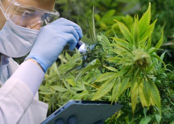 420-Natural-Die-Four-20-Pharma-expandiert-in-Tschechien