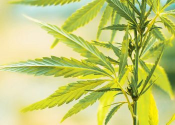 Four 20 Pharma und Northern Green Canada verlängern Exklusivvertrag