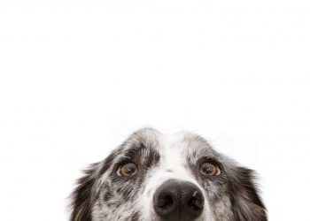 Studien-über-CBD-für-den-Hund-1