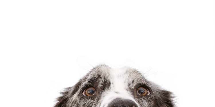 Studien-über-CBD-für-den-Hund-1
