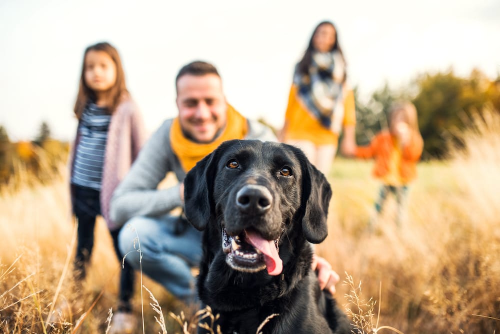 Studien-über-CBD-für-den-Hund-2