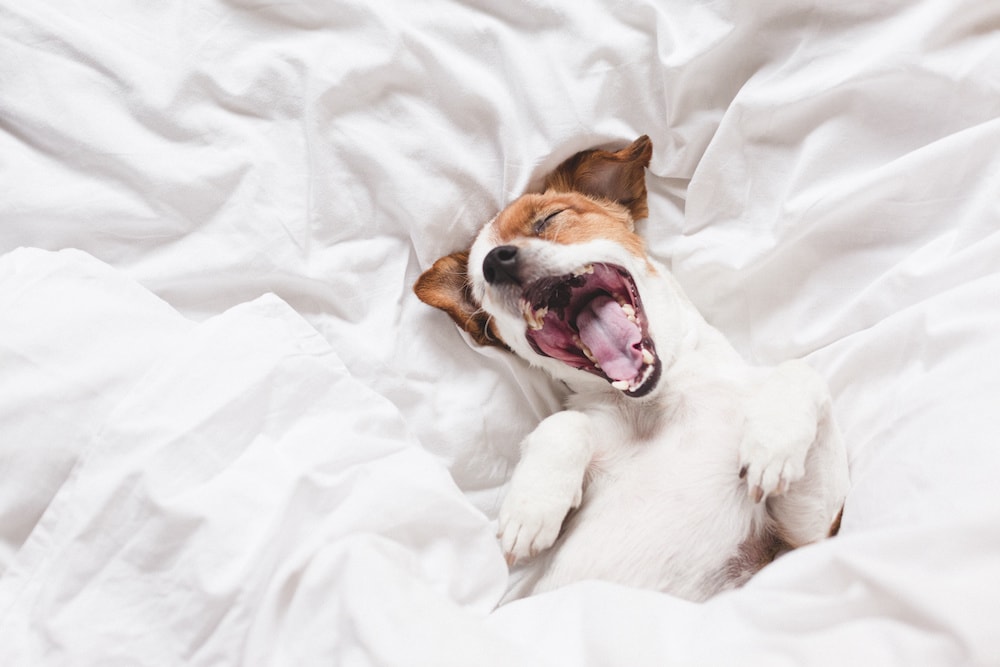 Studien-über-CBD-für-den-Hund_1