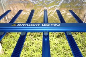 Testgrow: Maxibright Daylight LED 660W Pro
