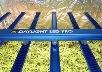 Testgrow-Maxibright-Daylight-LED