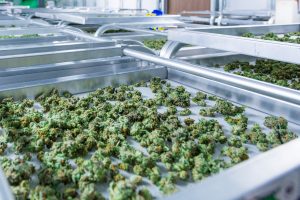 Was kommt nach der Legalisierung? Cannabis zwischen Medizin und Lifestyle