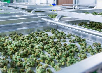 Was kommt nach der Legalisierung? Cannabis zwischen Medizin und Lifestyle