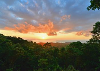 Cannabisforschung und Wissenschaft in Lateinamerika