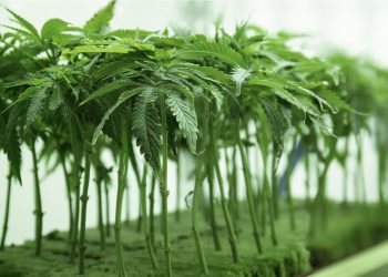 Einführung-in-Klonen-und-Stecklingszucht-von-Hanfpflanzen