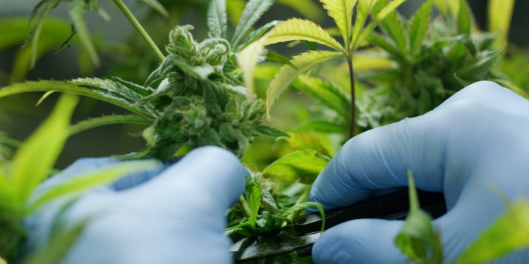 Grösster-Cannabis-Merger-in-Europa