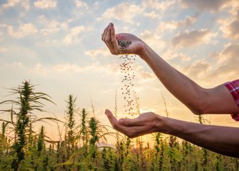 Hanfprotein-warum-ist-es-so-gesund_8