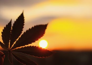 Legalisierung in den USA – diese Veränderungen kommen 2022