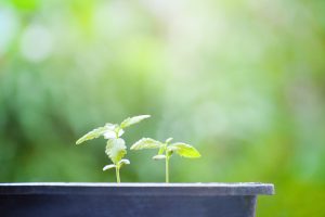 Stickstoff - essenziell für das Wachstum der Hanfpflanze