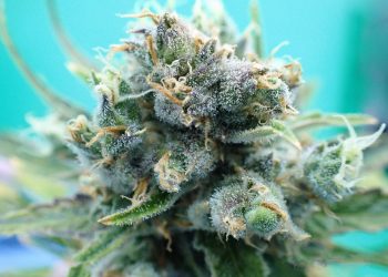 Anwendung und Praktikabilität einer Cannabistherapie im Alltag