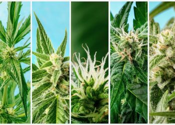 Die Überregulierung von medizinischem Cannabis gehört beendet