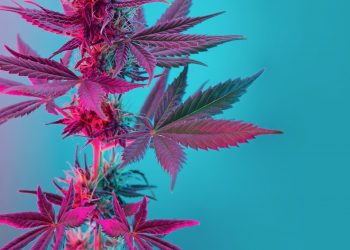 Schwermetalle im Gras – Gefahren schlecht gezüchteter Cannabispflanzen