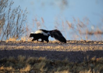 Dem Grasgeruch auf der Spur