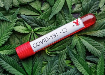 Studie zu Cannabis und Coronavirus