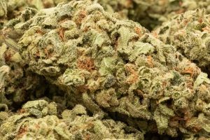 Tıbbi Cannabis Türü İncelemesi - DRAPALIN 20|1 Bafokeng Choice