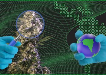 Erste Forschungserfahrungen mit medizinischem Cannabis in Lateinamerika