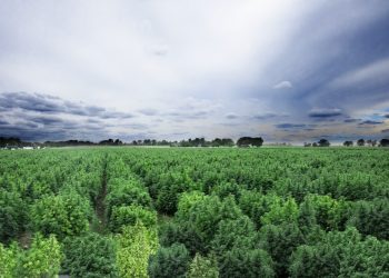EU Regeländerung für Hanfanbau und THC-Grenzwert steht an