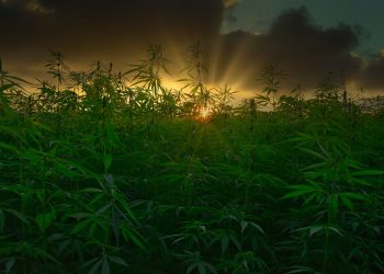 Missbrauch von Nutzhanf ist unrealistisch