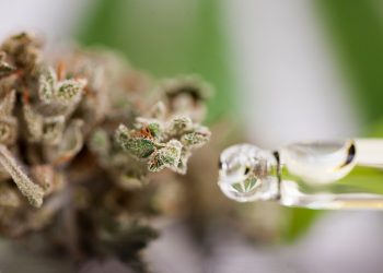 Neue Cannabis Forschung – Was können Cannabidiol und Cannabinol?