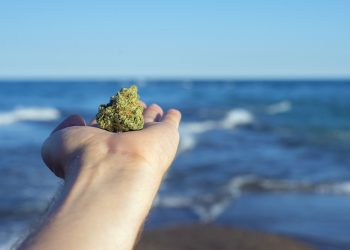 Voraussetzungen für eine erfolgreiche Cannabis-Legalisierung