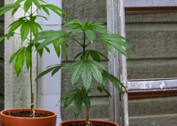 Thai-Polizei soll mit Cannabis-Growern nachsichtig sein