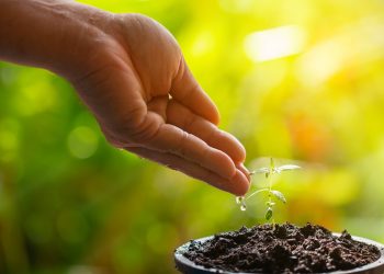 Hanf am Weltwassertag 2022