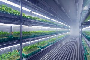 Cannabis imc: Qualidade e Sustentabilidade em Foco