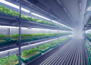 Cannabis von imc steht für Qualität und Nachhaltigkeit