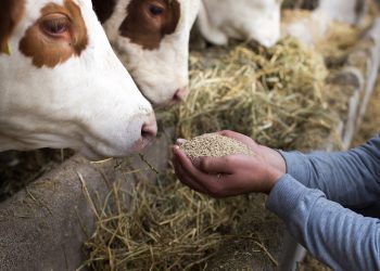 Australier erforschen Auswirkungen von Hanf als Viehfutter