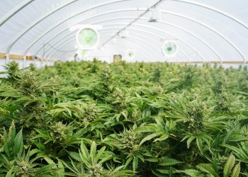 Auswirkungen von Indoor- und Outdoor Growing auf den Klimawandel