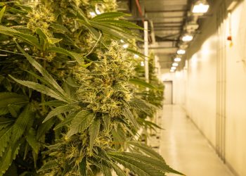 Über 100 kg medizinisches Cannabis aus Deutschland