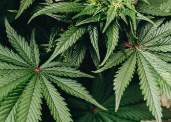 Cannabis muss als Therapieoption selbstverständlich werden