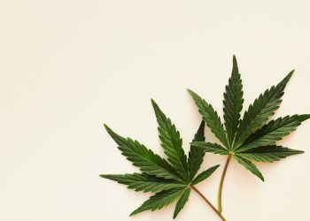 Entkriminalisierung vs. Legalisierung vs. Legalisierung mit Eigenanbau